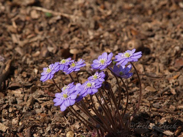 Hepatica nob.Multipetala.JPG